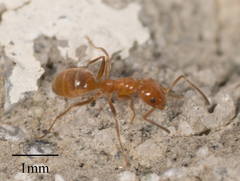 Forelius pruinosus