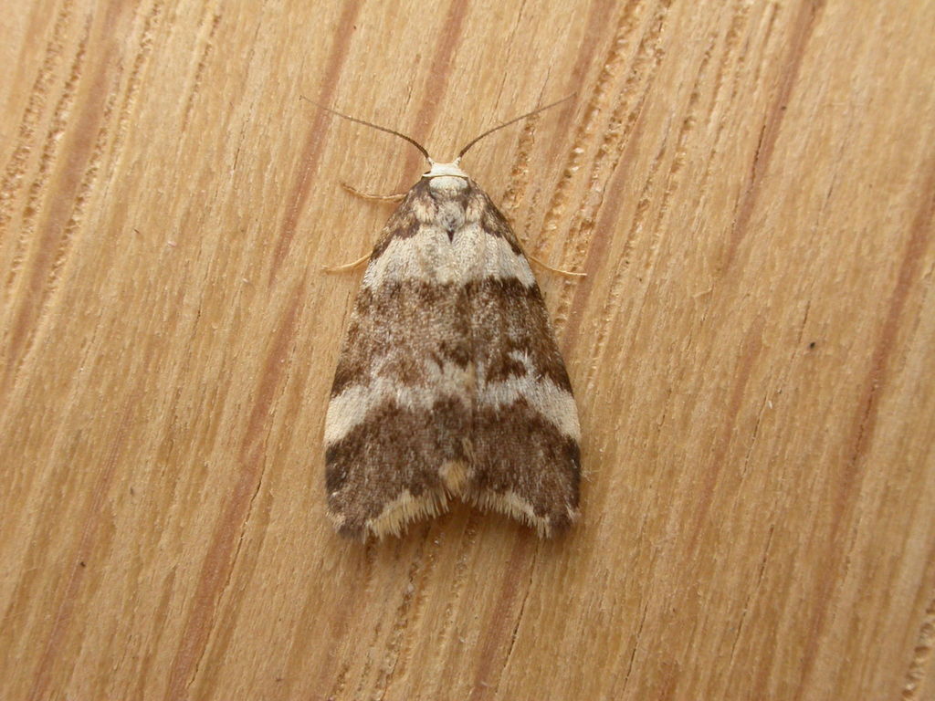 Bird Dropping Lichen Moth