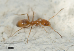Forelius pruinosus