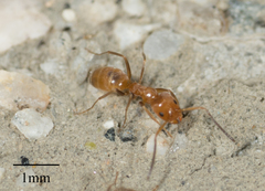 Forelius pruinosus