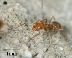 Forelius pruinosus
