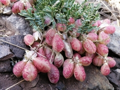 Astragalus arnottianus