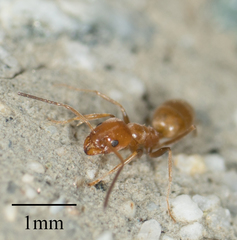 Forelius pruinosus