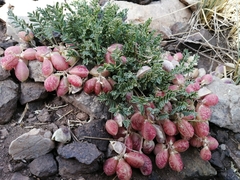 Astragalus arnottianus