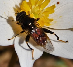 Chalcosyrphus libo
