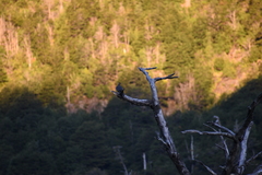 Patagioenas araucana