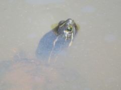 Pseudemys rubriventris