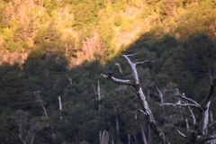 Patagioenas araucana