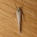 Wedge Footman - Photo (c) Donald Hobern, some rights reserved (CC BY)