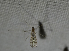 Erioptera needhami
