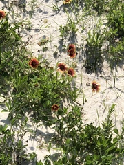 Gaillardia aestivalis