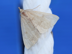 Chytolita morbidalis
