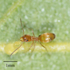 Forelius pruinosus