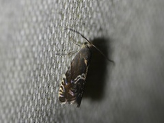 Grapholita eclipsana