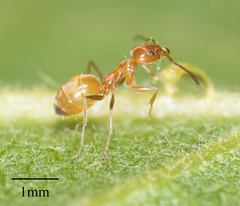 Forelius pruinosus
