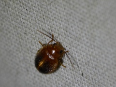 Prionocyphon limbatus