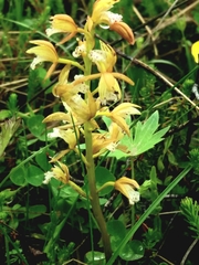 Oreorchis patens