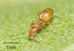 Forelius pruinosus