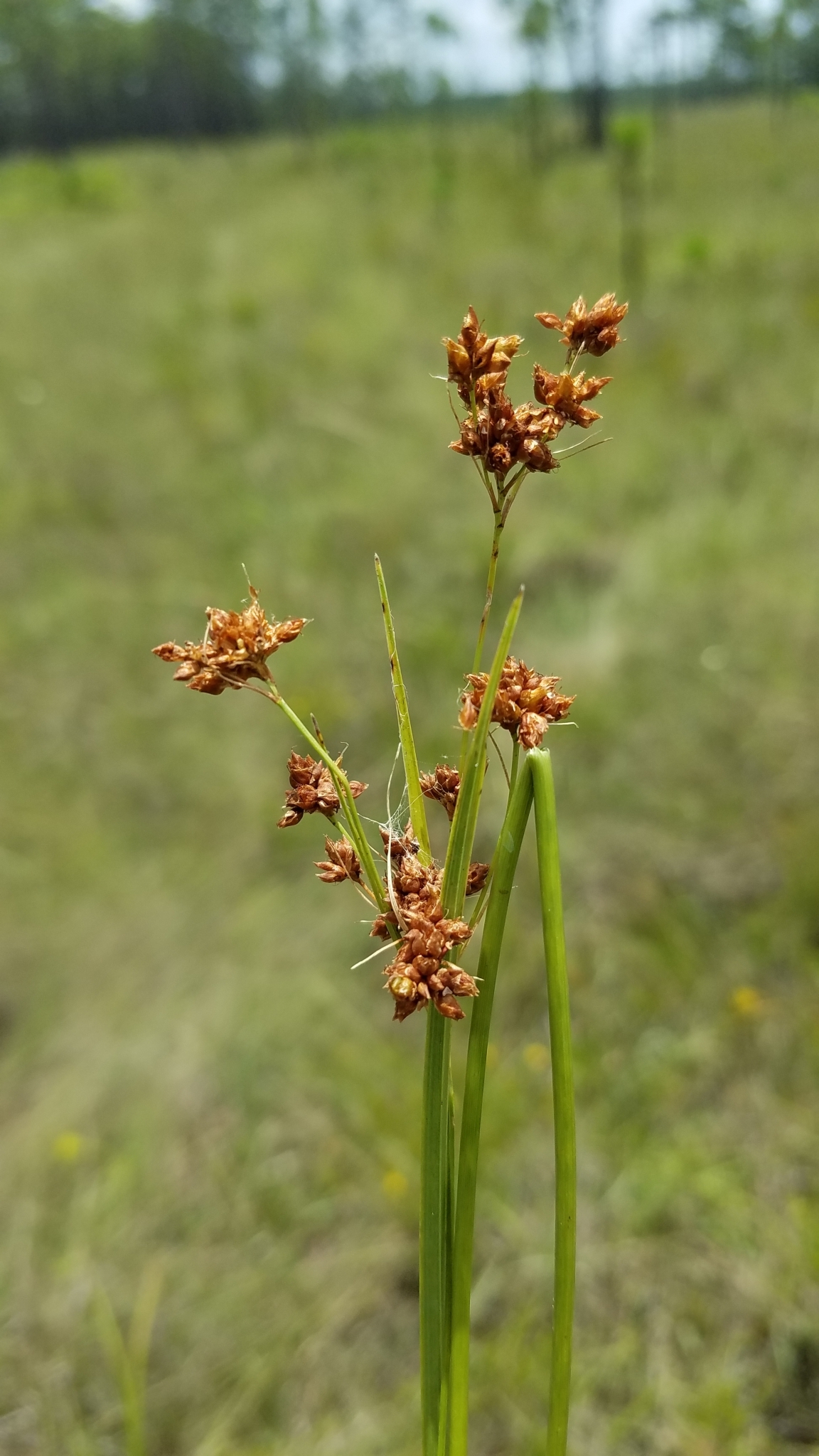 Rhynchospora compressa