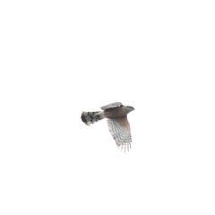Accipiter cooperii