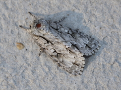 Acronicta laetifica