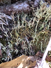 Cladonia crispata