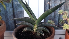 Sansevieria ehrenbergii