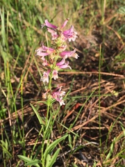 Penstemon peckii