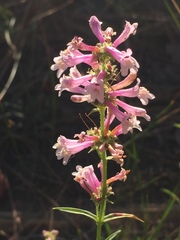 Penstemon peckii