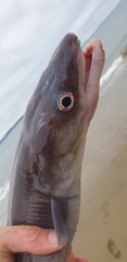 Conger verreauxi