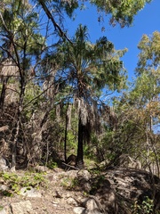 Livistona decora