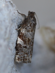 Archips mortuana