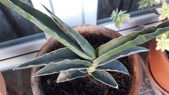 Sansevieria ehrenbergii