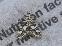 Elophila ekthlipsis