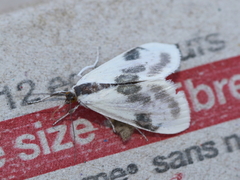 Cliniodes ostreonalis