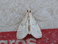 Elophila icciusalis