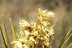 Yucca baccata brevifolia