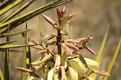Yucca baccata brevifolia