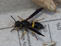 Ancistrocerus spinolae