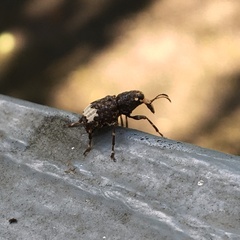 Eurymycter