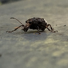 Eurymycter