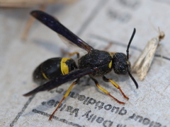 Ancistrocerus spinolae