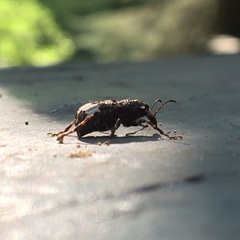 Eurymycter