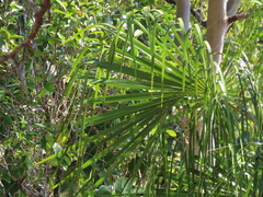 Livistona decora