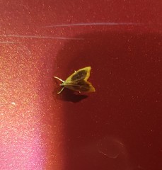 Glaphyria fulminalis