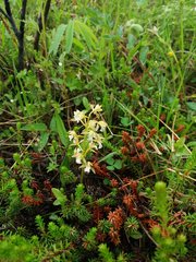 Oreorchis patens