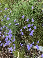 Campanula tanfanii