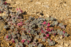 Acmispon decumbens davidsonii