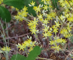 Petrosedum pruinatum