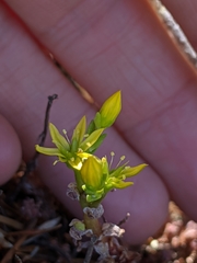 Sedum radiatum radiatum